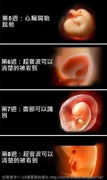 胎兒生長過程 喜用五行